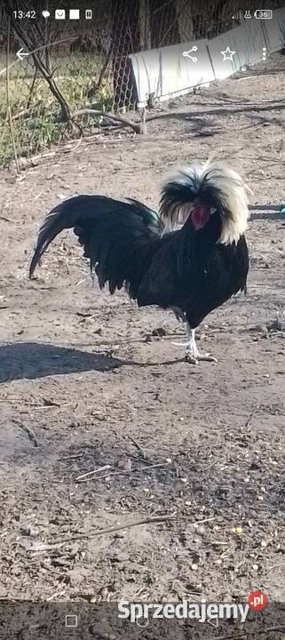 Sprzedam białoczub holenderski Sarnów