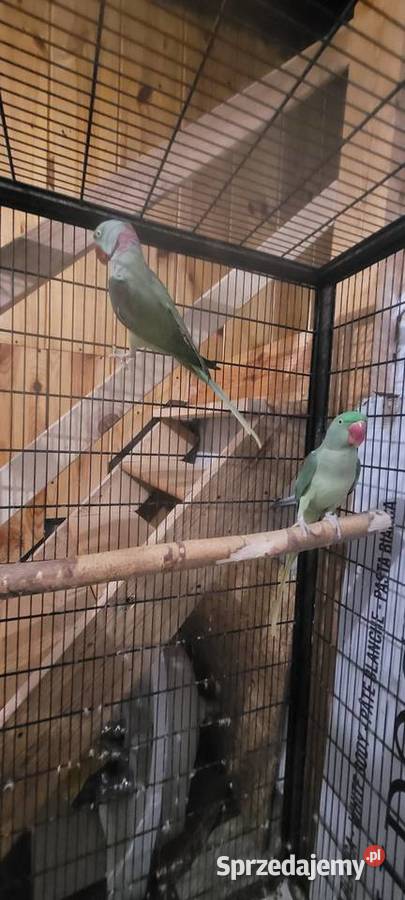 Aleksandretta wieksza wielka para dorosla Prace Duże