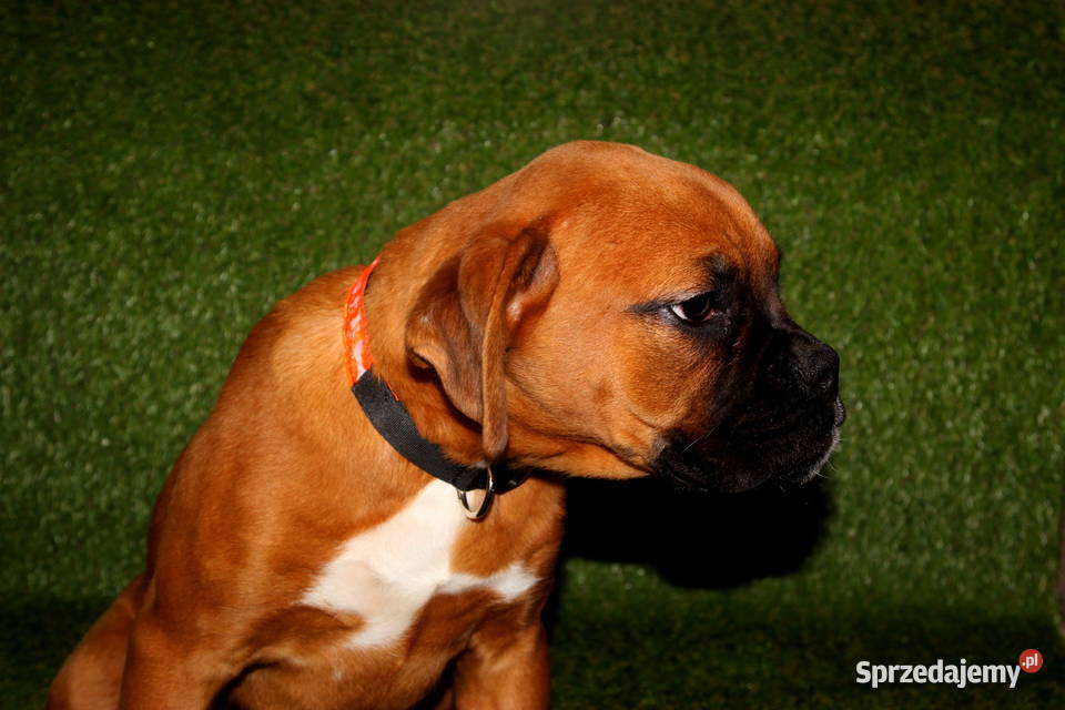 Piesek DIEGO Bokser z hodowli Family Bokser Łęczna