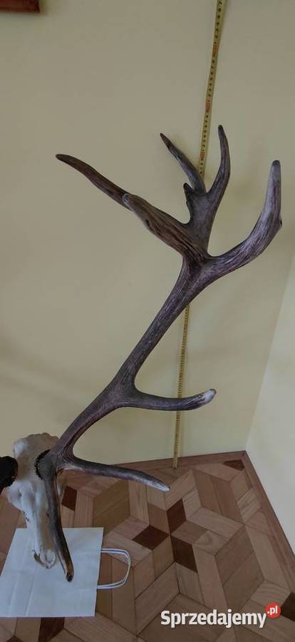 Imponujacy wieniec jelenia lubelskie