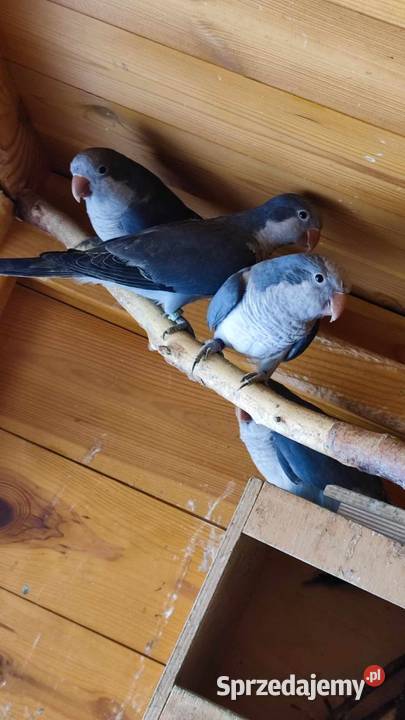 Mnicha nizinna kobalt