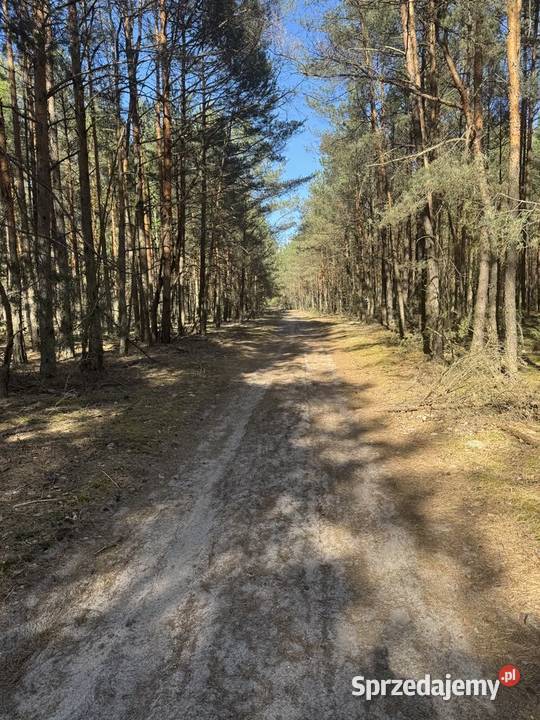 Sprzedam las z gruntem Prosna sprzedam