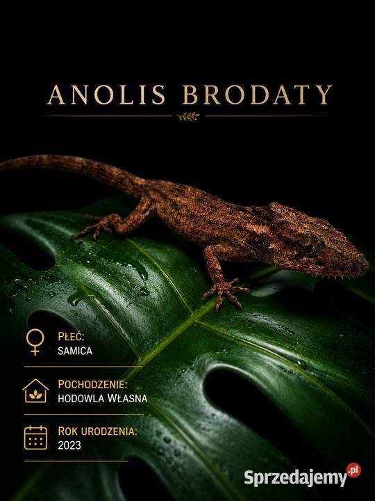 Anolis brodaty Lublin