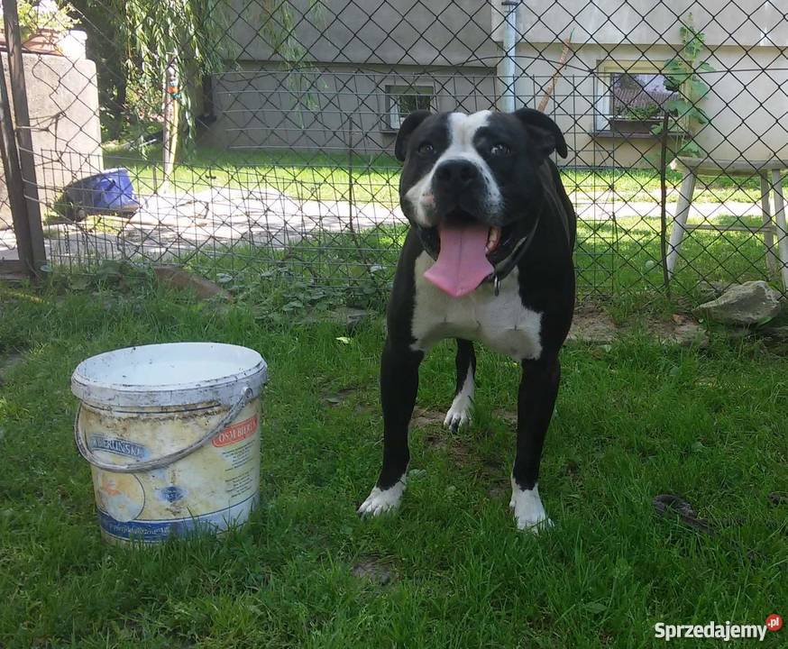Oddam szczeniaki amstaff Sieprawki sprzedam