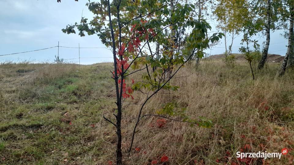 Sprzedam działkę najwyżej położoną w Grajewie Grunty i działki Grajewo