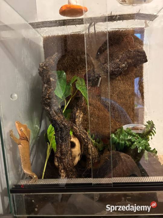 Gekon orzęsiony terrarium Wysoka