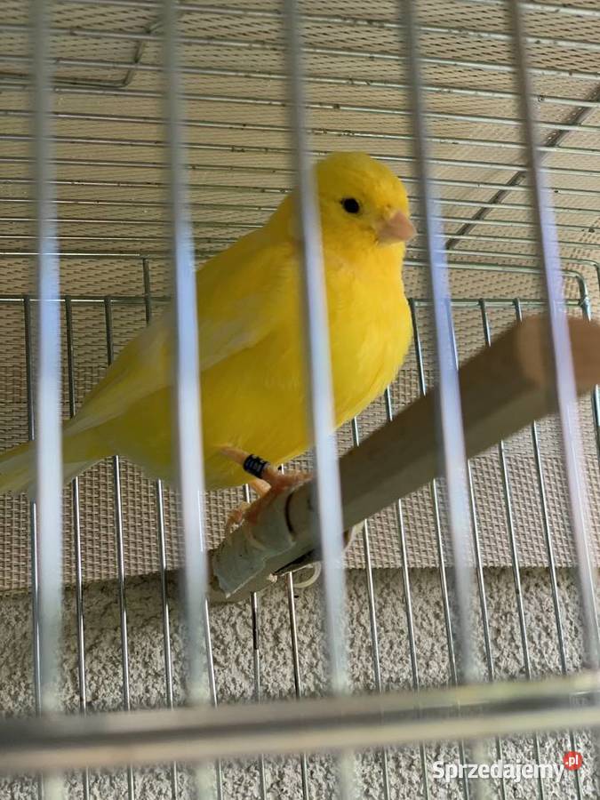 Kanarki sprzedam