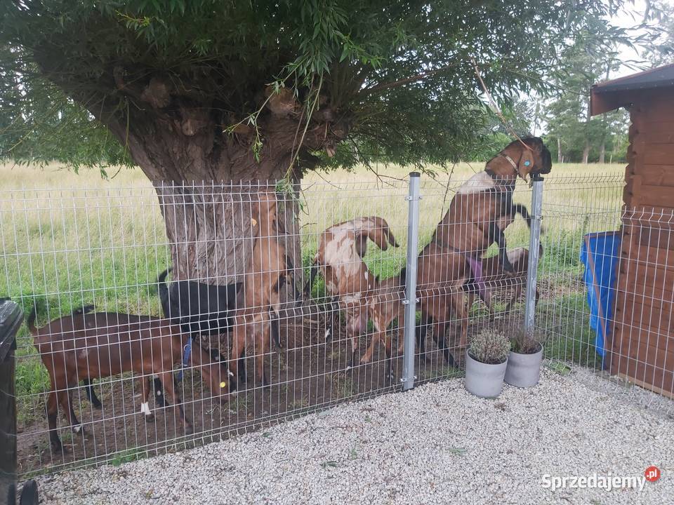 Stado kóz anglonubijskich Gądki