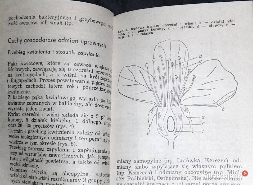 Czereśnie i wiśnie Jerzy Wierszyłłowski Chełm