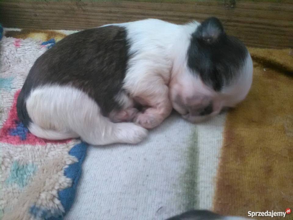 Śliczne shih tzu Zwierzęta Dzierżoniów