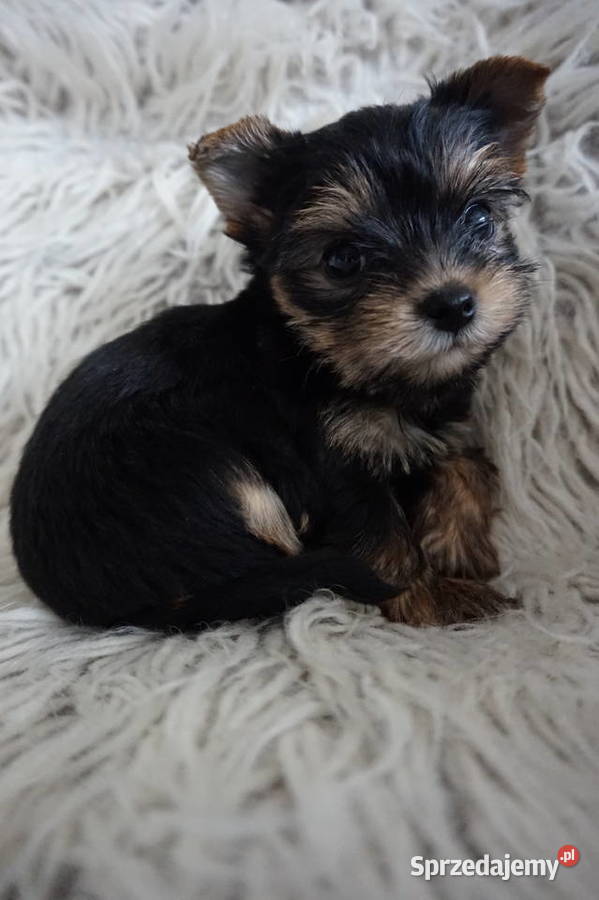 Piesek Yorkshire Terrier York Skomielna Biała sprzedam