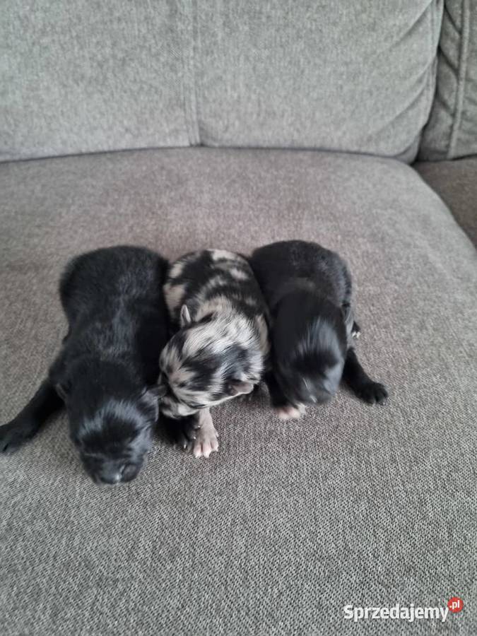 Szpic miniaturowy szczenięta Wieruszew