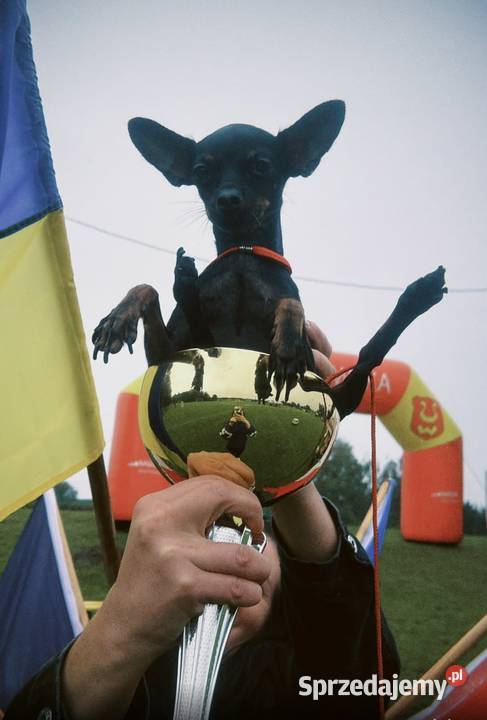 Ostatni szczeniak Toy Terrier mini piesek łódzkie Piotrków Trybunalski