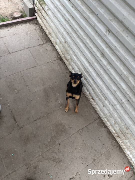 Ratlerek suczka 15 roku Radom sprzedam