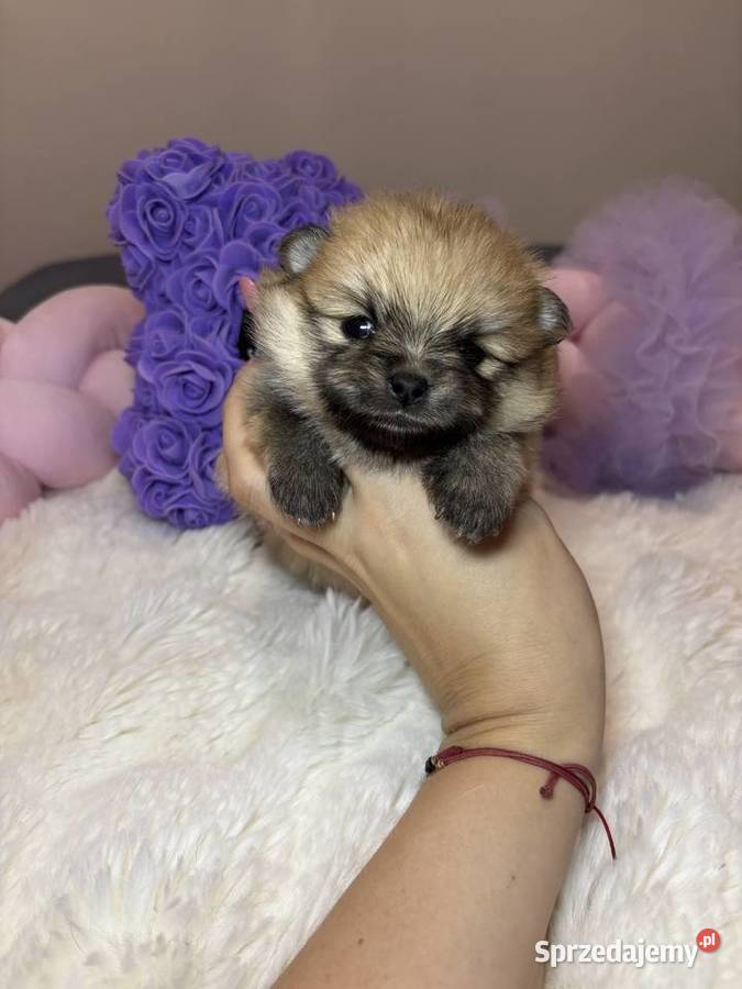 Suczka szpic miniaturowy pomeranian Orange Bełchatów
