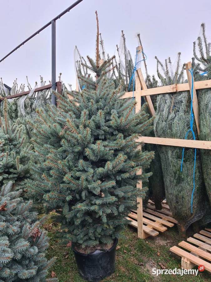 CHOINKA POD DRZWI Swierk Srebrny 140160 doniczka Rydzyny sprzedam