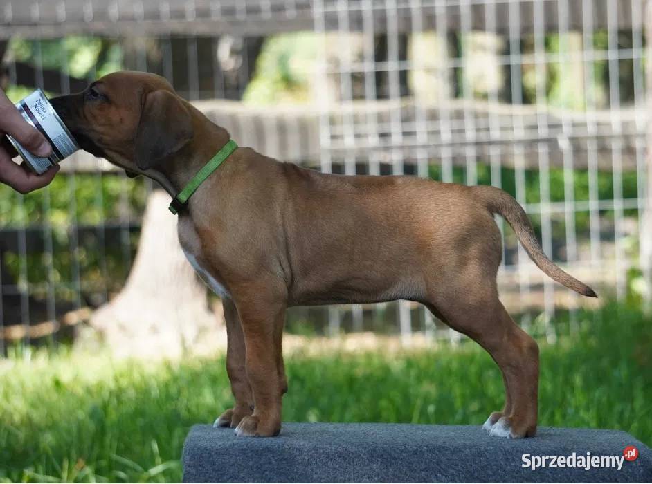 Rhodesian Ridgeback szczenię niestandartowe Dłutów