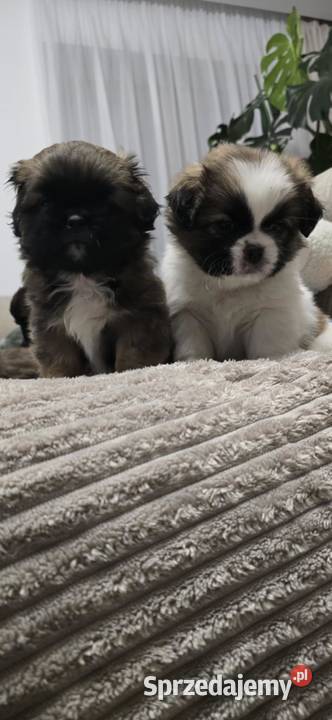 Szczeniaki shihtzu Dulcza Wielka sprzedam