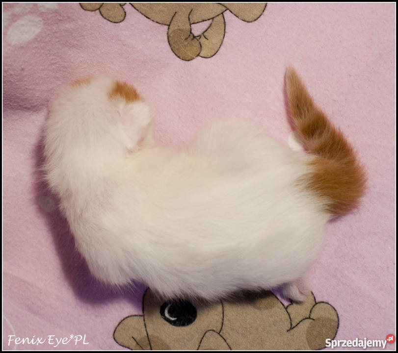 Turecki VAn Turkish VAn koty pływające