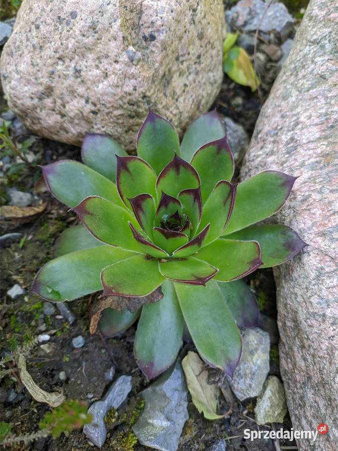 Rojnik murowy Lublin