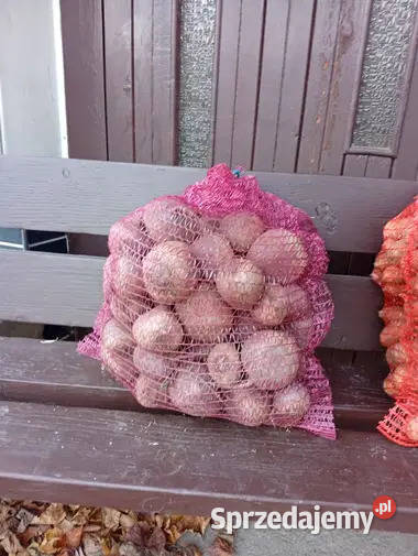 Buraczkii ćwikłowe alto Przeworsk