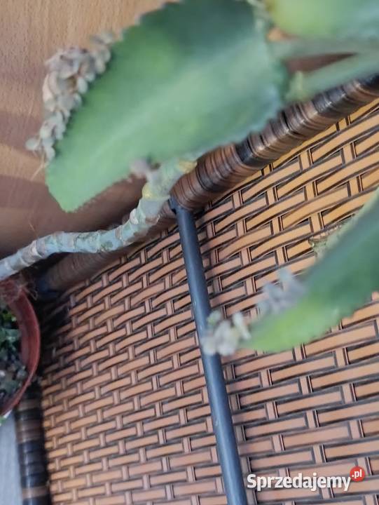 żyworódka kolejna 90 wielkopolskie Poznań