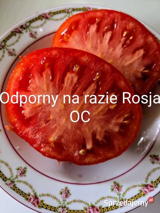 Cudo Ziemi Aly Mustang Pomidor nasiona pokarm