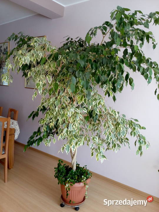 Fikus Beniamin zielony z pstrokaty Wrocław
