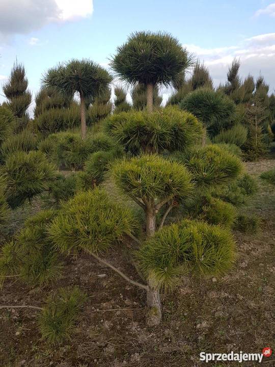 BONSAI z Sosny Czarnej HIT Rośliny łódzkie sprzedam