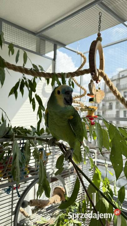 Sprzedam amazonkę niebieskoczeloną z klatką i mazowieckie Warszawa