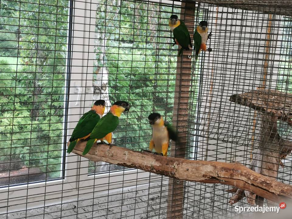 Barwinki Barwinka Bialobrzucha Pisklaki do