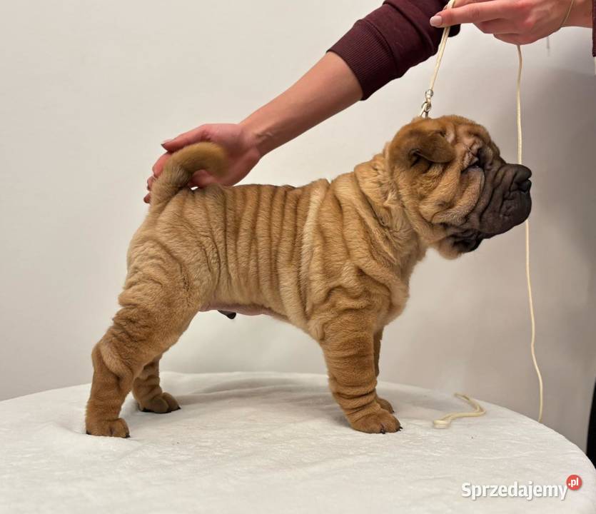 Szczenięta Shar Pei FCI Piotrków Kujawski