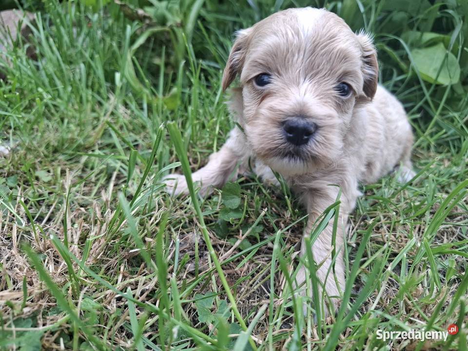 Maltipoo piesek suczka pudel miniaturowy