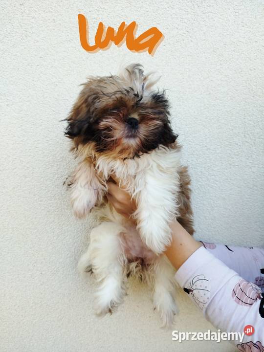 Szczenięta Shih Tzu Tricolor Radom