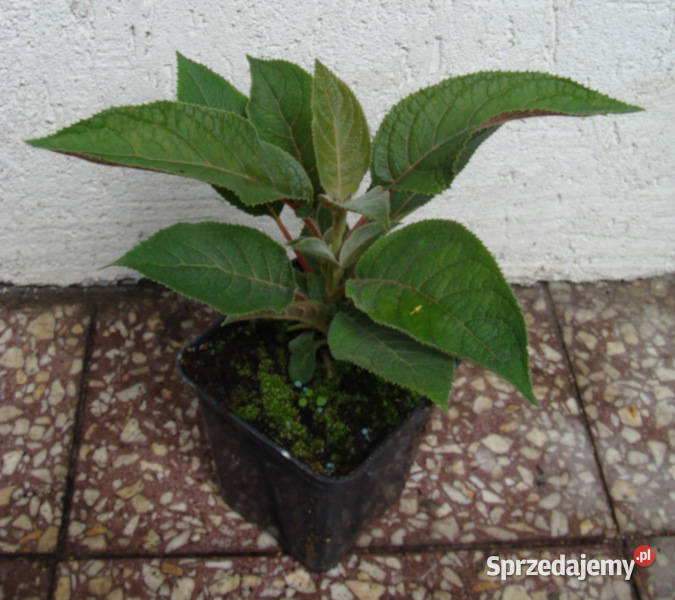 HORTENSJA KOSMATA Hot Chocolate sadzonki w Ustronie sprzedam