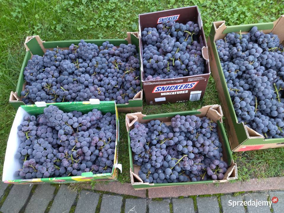 Winogron na soki wino bezpośredniego spożycia Wrocław