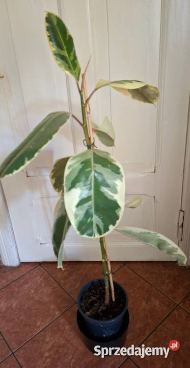 Piękny Fikus Sprężysty Tineke Ficus elastica warmińsko-mazurskie Morąg