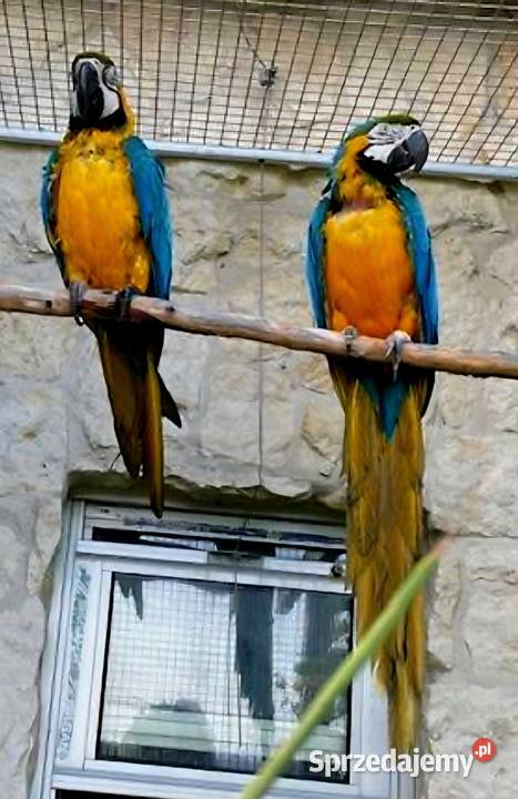 Ary Ararauny para do hodowli Ptaki Łódź