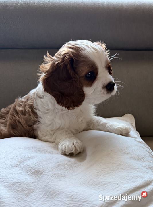 Cavalier King Charles Spaniel Kroczyce