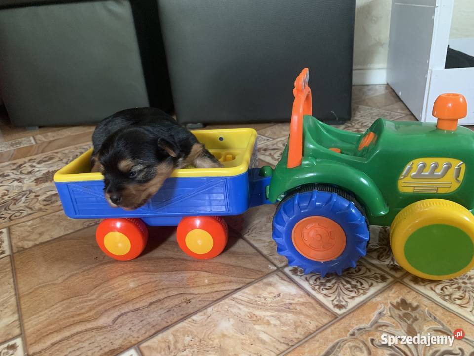 Śliczne Yorki Psy Słupsk