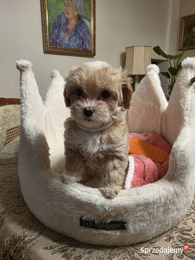 Maltipoo suczka mini  xxs