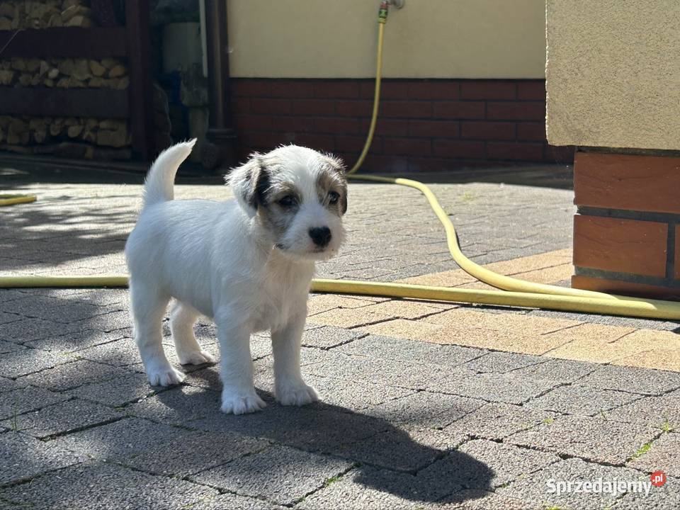 Parson Russell Terrier szczenięta Gostyń