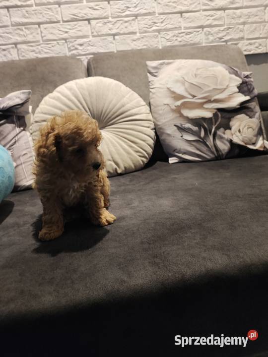 Pudelki malutkie toy 20 marca odbior Bolesławiec