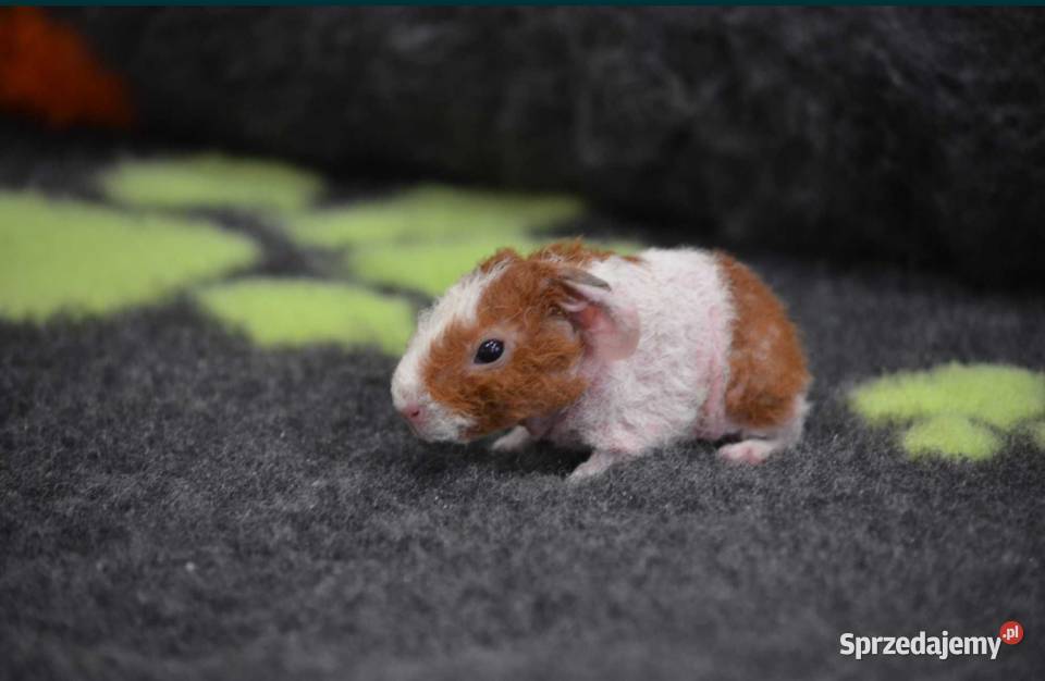 Świnka morska skinny kawia domowa cavia świnki Zwierzęta Opole