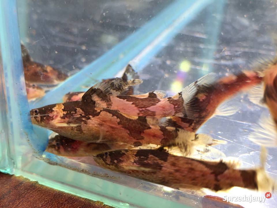 Sum wenezuelski Arlekinek Justynów