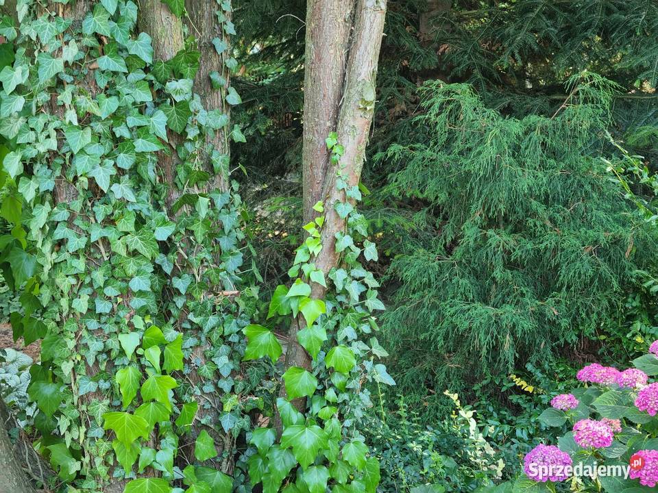 Bluszcz pospolity Hedera Helix zimozielony Duże Lublin sprzedam