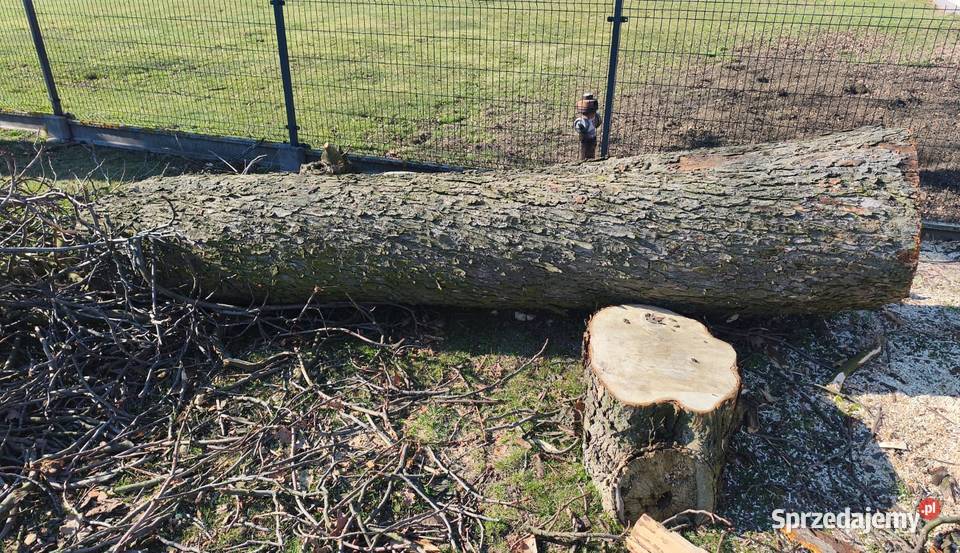 Kłoda kasztanowca kasztan monolit Wielowieś