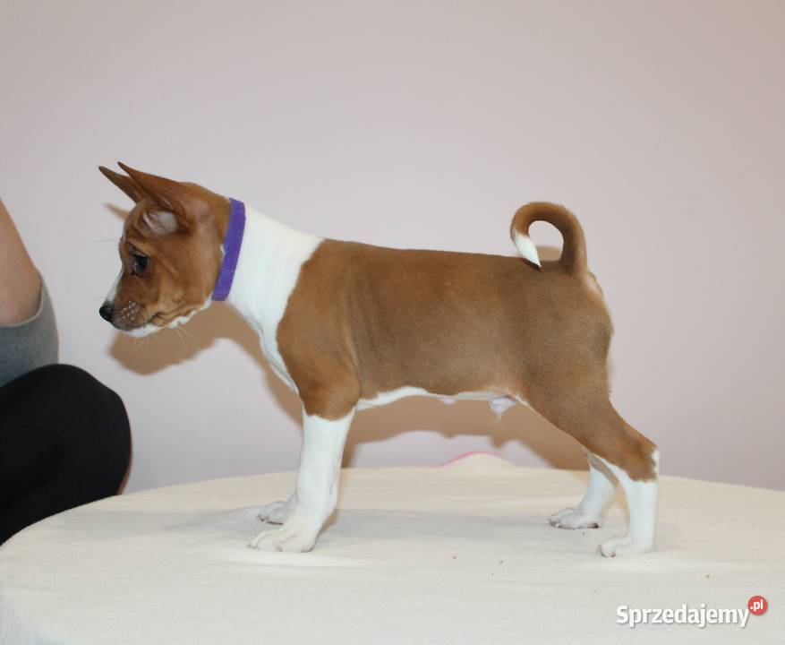 Szczenięta Basenji FCI Piotrków Kujawski sprzedam