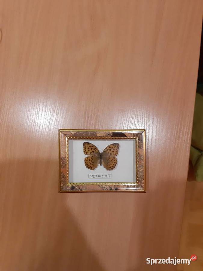 Duży motyl argynnis psphia śląskie Katowice sprzedam