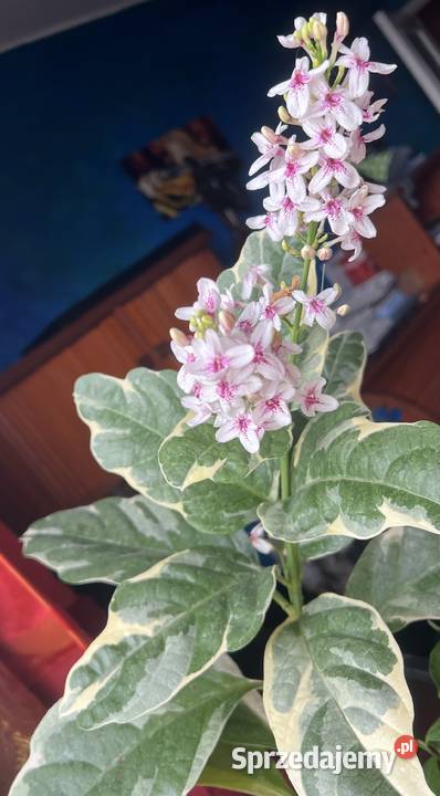 Pseuderanthemum roślina doniczkowa Pozostałe